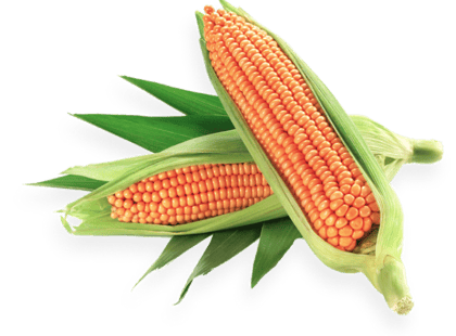 Maize